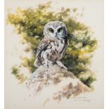 Alan M Hunt (b.1947) Saw-Whet Owl Signed and dated 1984, gouache, 24.5cm by 23cm Provenance: