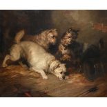 George Armfield (1810-1893) Terriers ratting in a stable Signed and dated 1854, oil on canvas,