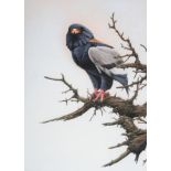 Alan M Hunt (b.1947) Bateleur Eagle Signed and dated 1981, gouache, 49.5cm by 35.5cm Provenance: