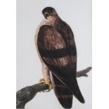 Attributed to Peter Paillou (1720-1790) Golden Eagle Watercolour, 51cm by 35.5cm Provenance: ex.