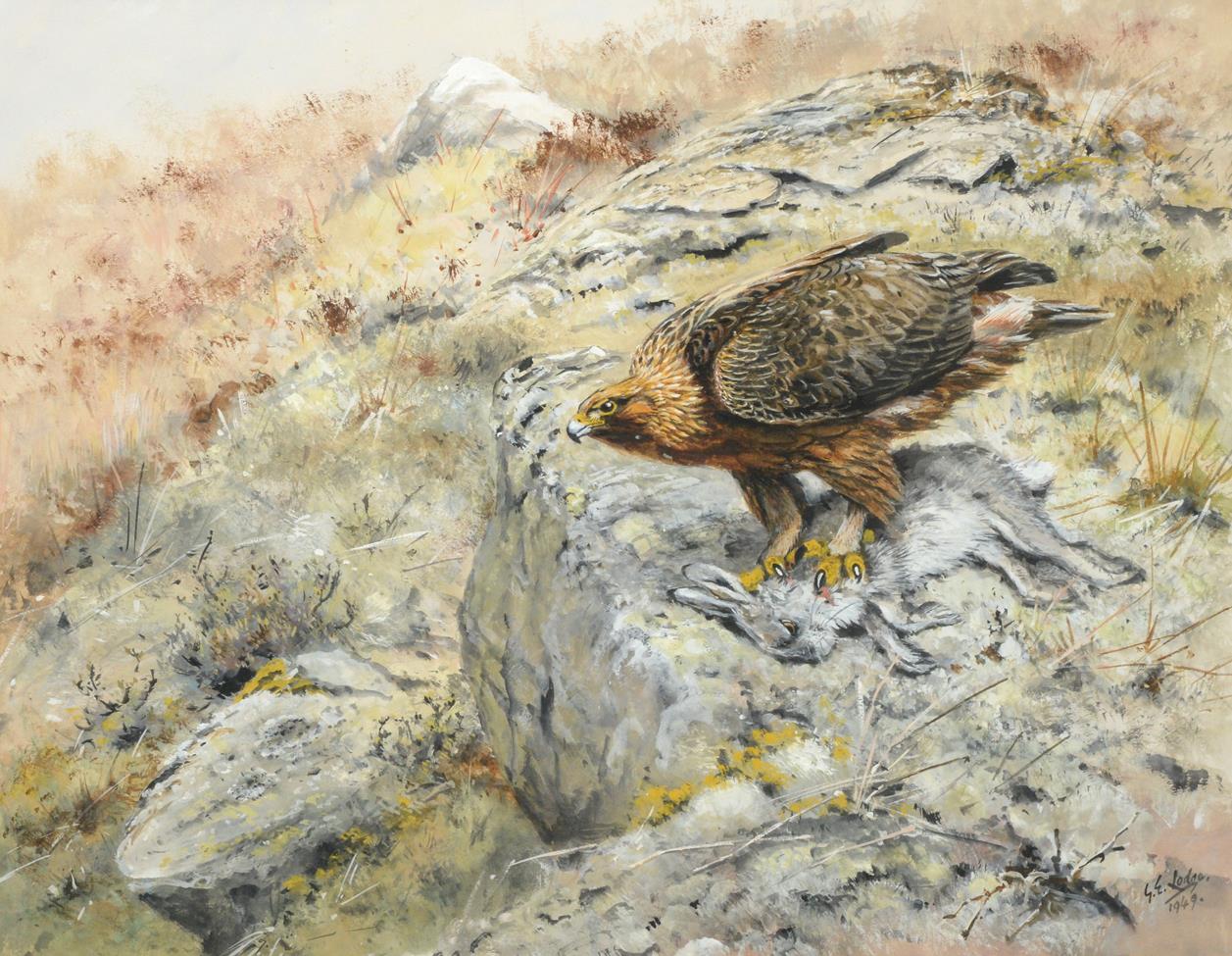 George Edward Lodge (1860-1954) Eagle on a Blue Mountain Hare Signed and dated 1949, watercolour,