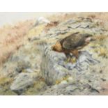 George Edward Lodge (1860-1954) Eagle on a Blue Mountain Hare Signed and dated 1949, watercolour,