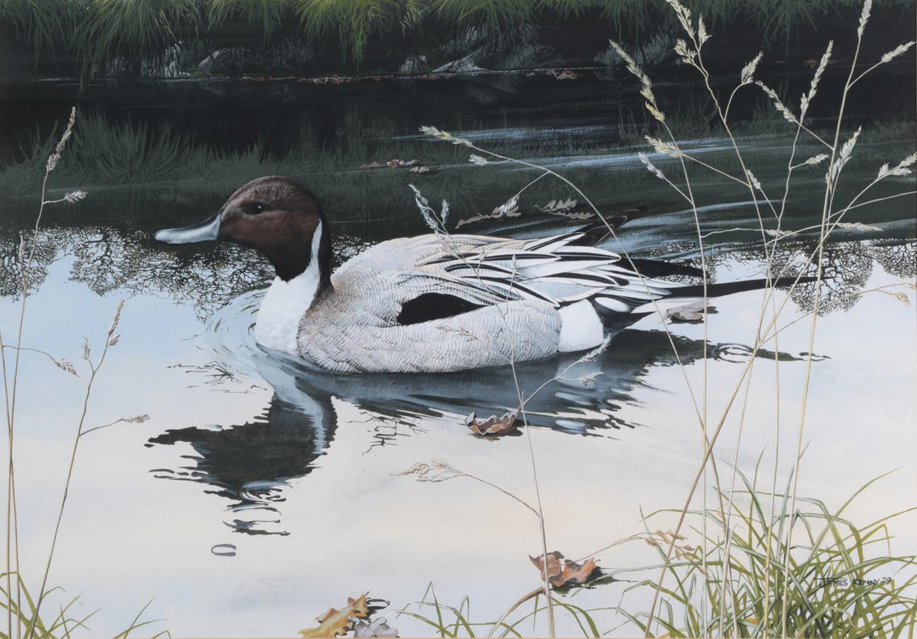 James Renny (b.1946) Pintail Signed and dated (19)79, watercolour and gouache, 37cm by 52.5cm