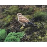 Alan M Hunt (b.1947) Kestrel Signed and dated 1982, gouache, 38cm by 49cm Provenance: Purchased