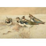William Woodhouse (1857-1939) A deceit of Lapwings Signed, watercolour, 37cm by 54.5cm