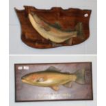 Two painted carved models of a rainbow trout, mounted on plaques