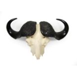 Antlers/Horns: Cape Buffalo Skull (Syncerus caffer caffer), circa late 20th century, large adult