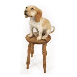 Taxidermy: A Cocker Spaniel Puppy (Canis lupus familiaris), circa late 20th century, a full mount