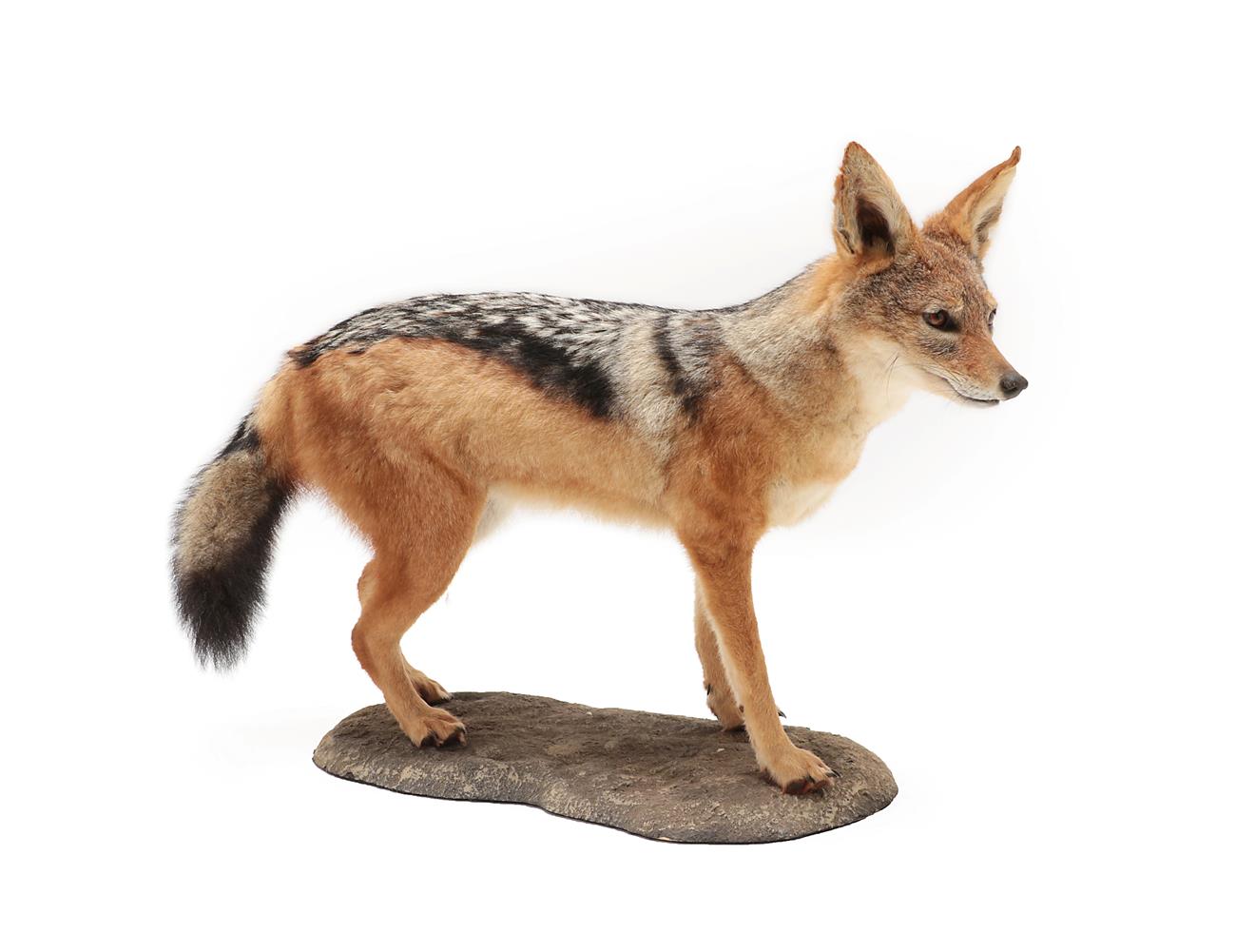 Taxidermy: Black-Backed Jackal (Canis mesomelas), modern, a high quality full mount stood upon a