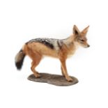 Taxidermy: Black-Backed Jackal (Canis mesomelas), modern, a high quality full mount stood upon a