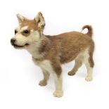 Taxidermy: A Husky Dog Puppy (Canis lupus familiaris), circa late 20th century, a full mount