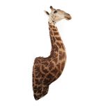 Taxidermy: South African Giraffe (Giraffa camelopardalis), circa 2018, South Africa, a large high
