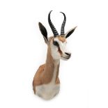 Taxidermy: South African Springbok (Antidorcas marsupialis), modern, high quality shoulder mount