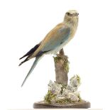 Taxidermy: A European Roller (Coracias garrulus), circa late 20th century, a full mount adult with