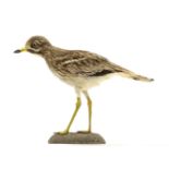 Taxidermy: A European Stone-Curlew (Burhinus oedicnemus), circa late 20th century, a full mount