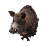 Taxidermy: European Wild Boar (Sus scrofa), circa late 20th century, high quality shoulder mount