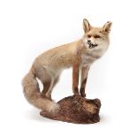 Taxidermy: A Yellow-Grey European Red Fox (Vulpes vulpes), circa late 20th century, a yellow-grey