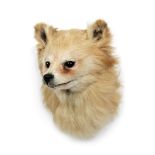 Taxidermy: A Pomeranian Dog (Canis lupus familiaris), circa late 20th century, an adult head mount