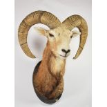 Taxidermy: European Mouflon (Ovis aries musimon), circa late 20th century, adult male shoulder mount