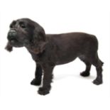 Taxidermy: A Black Cocker Spaniel Puppy (Canis lupus familiaris), circa late 20th century, a full