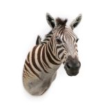 Taxidermy: Burchell's Zebra (Equus quagga), modern, South Africa, a superb quality example of an