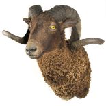 Taxidermy: A Black Merino Sheep (Ovis aries), circa early 21st century, shoulder mount with head