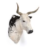 Taxidermy: Nguni Bull (Bos taurus), modern, South Africa, a large fine quality adult male bull