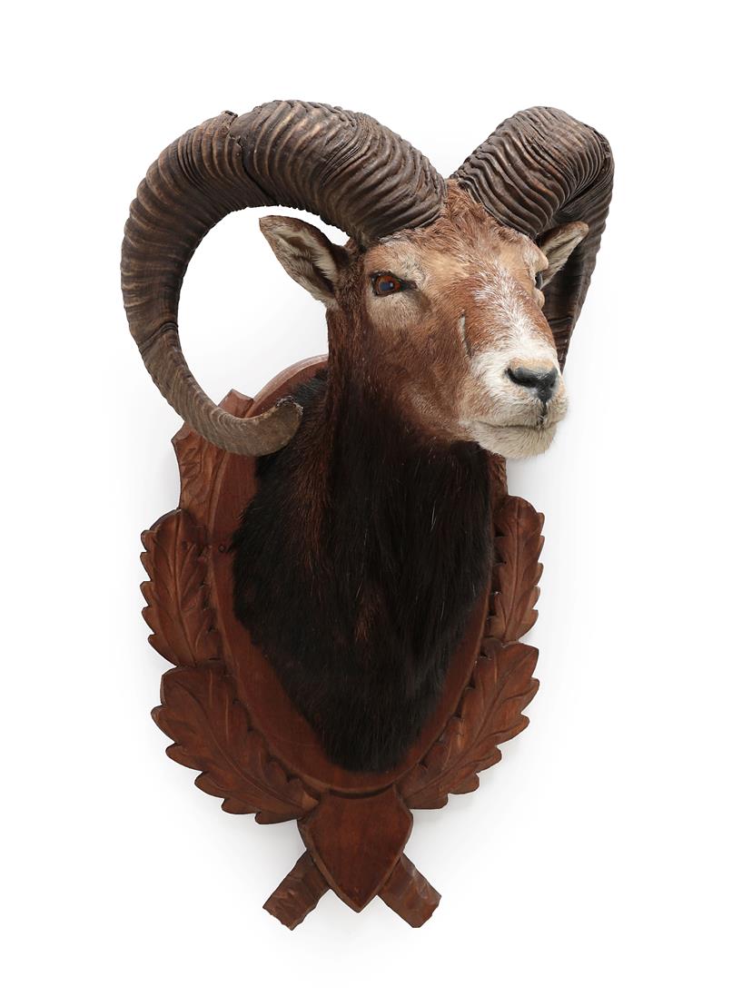 Taxidermy: European Mouflon (Ovis aries musimon), circa 1997, adult male approximately 5 year old - Image 2 of 2