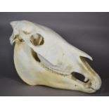 Skulls/Anatomy: Burchell's Zebra Skull (Equus quagga), modern, complete bleached skull, 52cm by 30cm