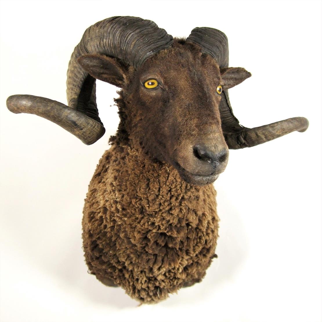 Taxidermy: A Black Merino Sheep (Ovis aries), circa early 21st century, shoulder mount with head - Image 2 of 3