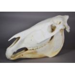 Skulls/Anatomy: Burchell's Zebra Skull (Equus quagga), modern, complete bleached skull, 54cm by 30cm