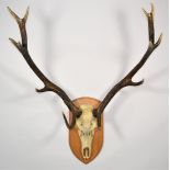 Antlers/Horns: European Red Deer (Cervus elaphus), circa late 20th century, large adult stag antlers