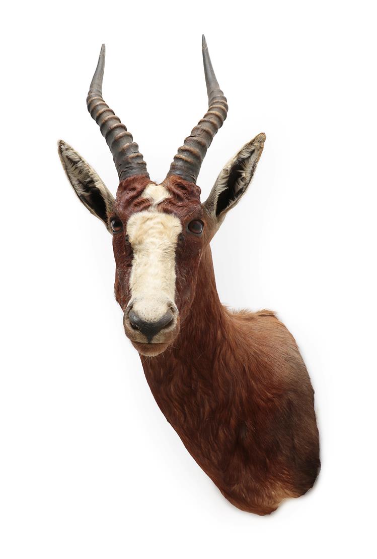 Taxidermy: Blesbok (Damaliscus pygargus phillipsi), modern, shoulder mount facing slightly to the - Image 2 of 2