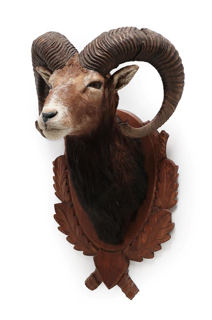 Taxidermy: European Mouflon (Ovis aries musimon), circa 1997, adult male approximately 5 year old