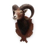 Taxidermy: European Mouflon (Ovis aries musimon), circa 1997, adult male approximately 5 year old