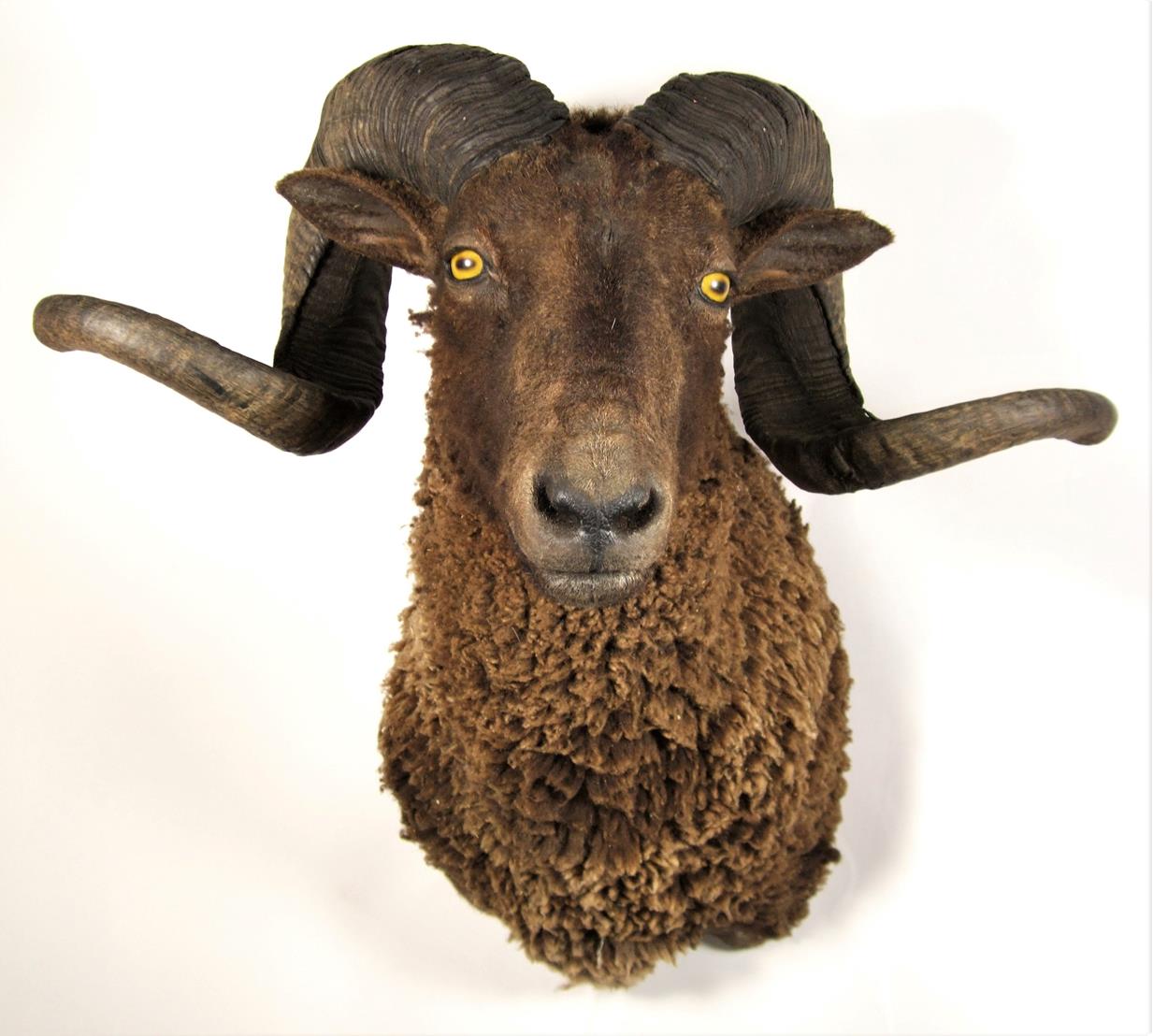 Taxidermy: A Black Merino Sheep (Ovis aries), circa early 21st century, shoulder mount with head - Image 3 of 3