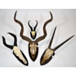 Horns/Skulls: A Selection of African Game Trophy Horns, circa late 20th century, to include - Cape