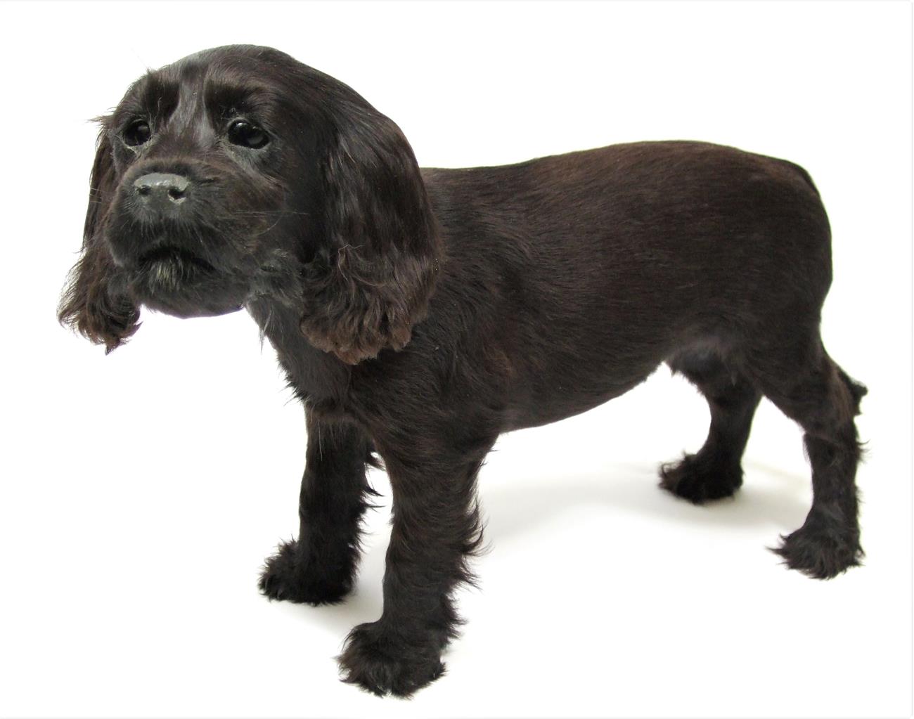 Taxidermy: A Black Cocker Spaniel Puppy (Canis lupus familiaris), circa late 20th century, a full - Image 2 of 2