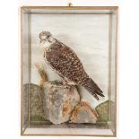 Taxidermy: A Wall Cased Gyr/Saker Falcon (Falco rusticolus), circa 2015, by Herbert Pearson,