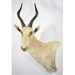 Taxidermy: White Blesbok (Damaliscus pygargus phillipsi), modern, South Africa, high quality rare