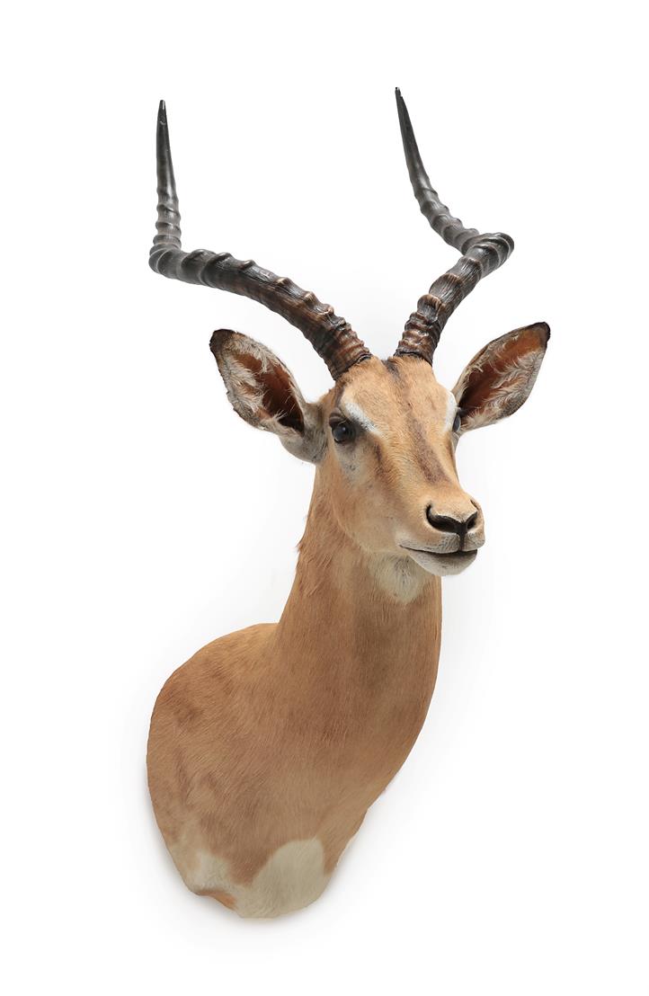 Taxidermy: Common Impala (Aepyceros melampus), modern, high quality shoulder mount looking