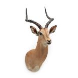 Taxidermy: Common Impala (Aepyceros melampus), modern, high quality shoulder mount looking