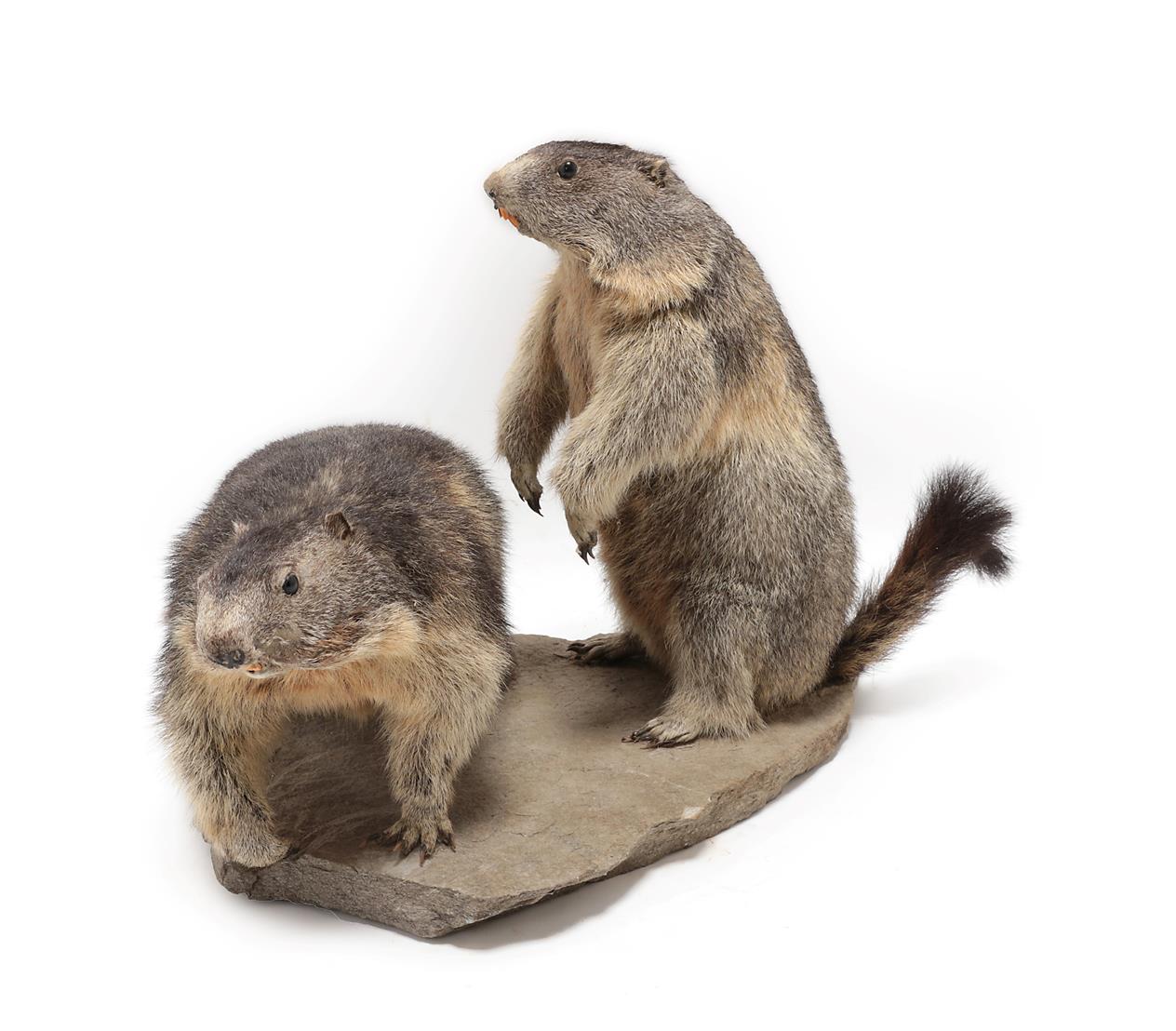 Taxidermy: A Pair of Alpine Marmots (Marmota marmota), circa late 20th century, a pair of adult