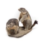 Taxidermy: A Pair of Alpine Marmots (Marmota marmota), circa late 20th century, a pair of adult