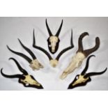 Antlers/Horns: A Selection of African Hunting Trophy Skulls, circa 1991, a varied selection of