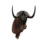 Taxidermy: Black Wildebeest (Connochaetes gnou), modern, high quality shoulder mount, facing