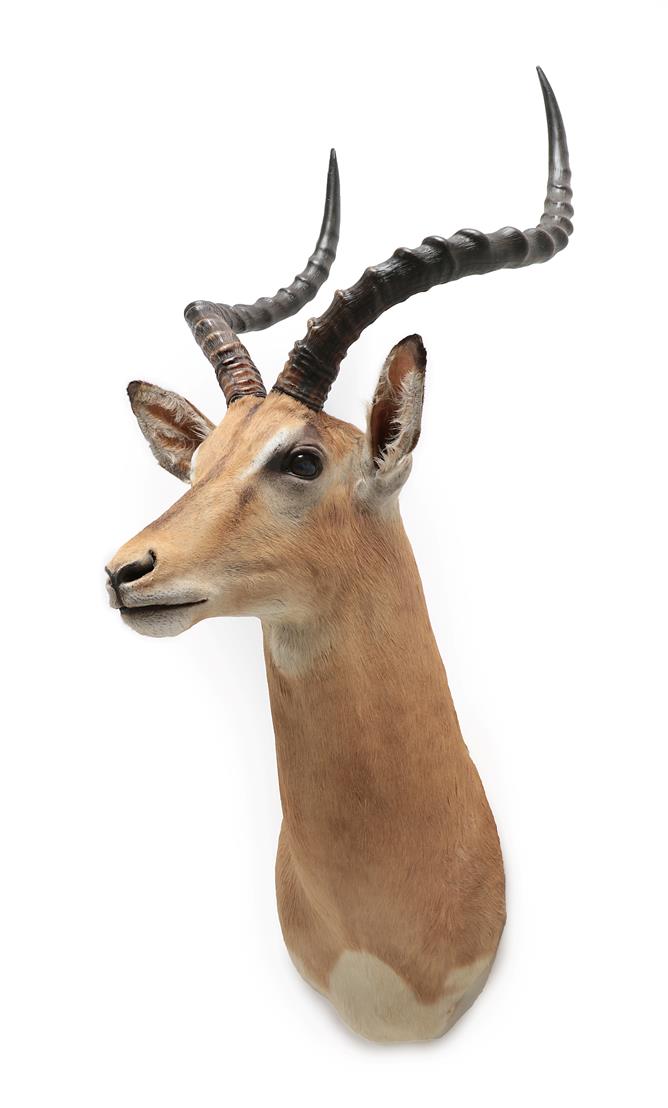 Taxidermy: Common Impala (Aepyceros melampus), modern, high quality shoulder mount looking - Image 2 of 2