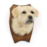 Taxidermy: A Great Pyrenees Mountain Dog Puppy (Canis lupis familiaris), a white puppy head mount