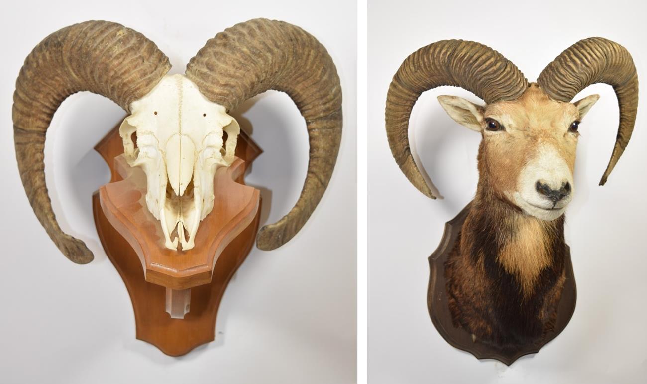 Taxidermy: European Mouflon (Ovis aries musimon), circa late 20th century, four year old adult