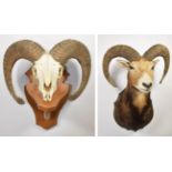 Taxidermy: European Mouflon (Ovis aries musimon), circa late 20th century, four year old adult